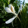 Hedychium forrestii - Image 3
