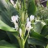 Hedychium forrestii - Image 4