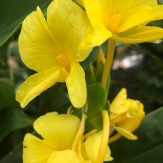 Hedychium wardii flower at Big Plant Nursery