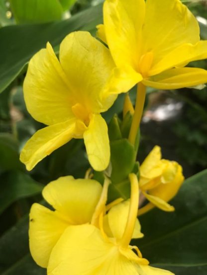 Hedychium wardii flower at Big Plant Nursery