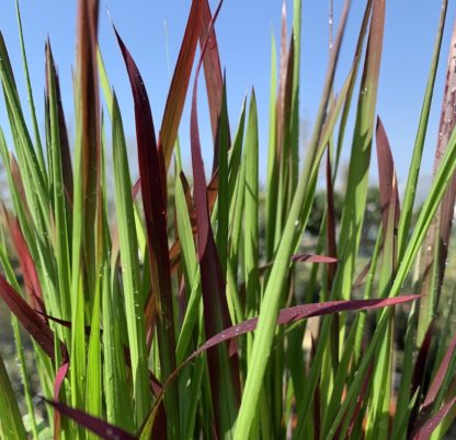 Imperata cylindrica 'Red Baron' close-up of leaves