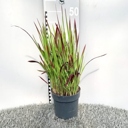 Imperata cylindrica 'Red Baron' 1.4 litre