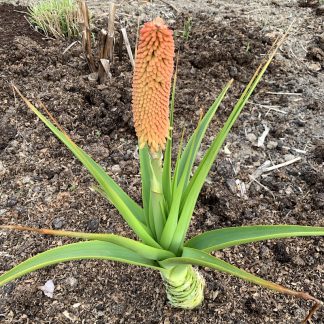 Kniphofia northiae young plant at Big Plant Nursery