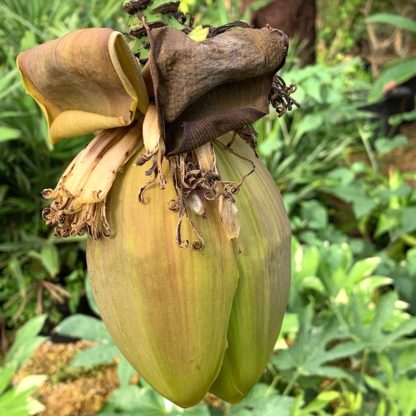 Musa basjoo flower bud at Big Plant Nursery