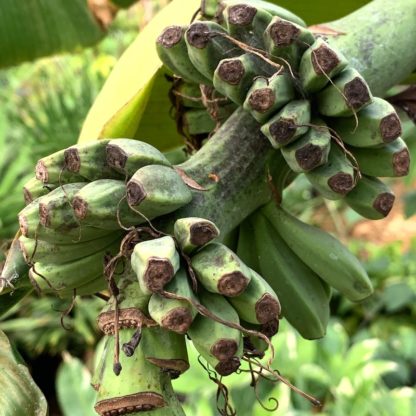 Musa basjoo showing fully formed bananas at Big Plant Nursery