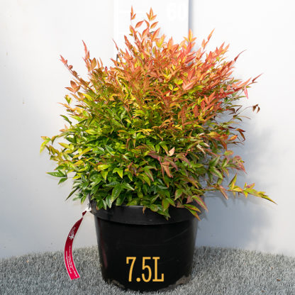 Nandina domestica 7.5L plant