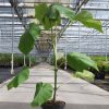 Paulownia fortunei 'Fast Blue'