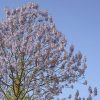 Paulownia fortunei 'Fast Blue' - Image 2