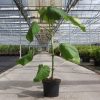 Paulownia fortunei 'Fast Blue' - Image 3