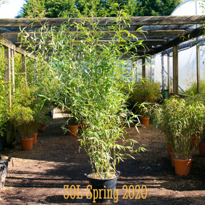 Phyllostachys aurea 30L plant