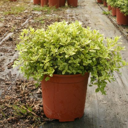 Pittosporum tenuifolium 'Golden Ball' - Image 2