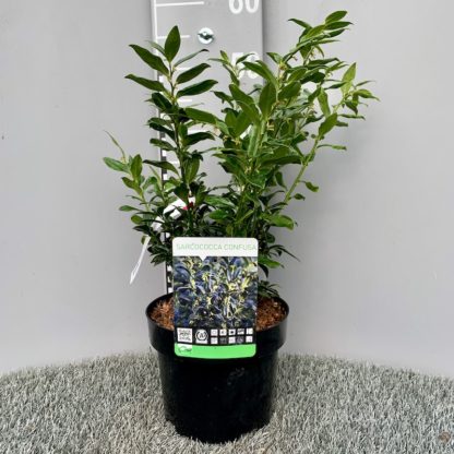 Sarcococca confusa 3 litre plant