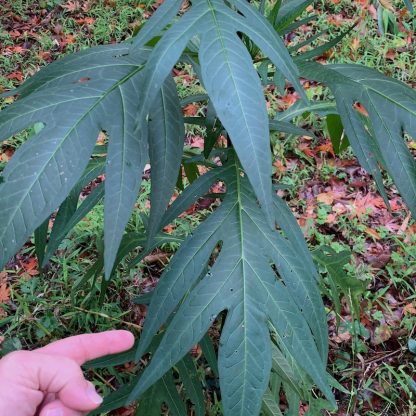 Solanum laciniatum leaf close up detail