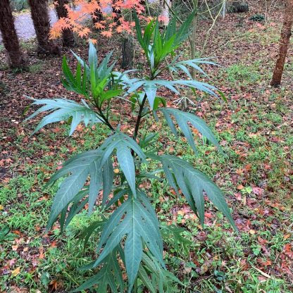 Solanum laciniatum young plant