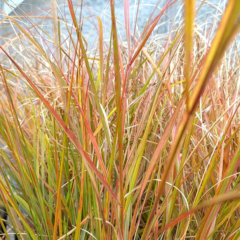 Anemanthele lessoniana