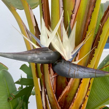 Strelitzia augusta with 2 flowers