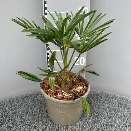 Trachycarpus wagnerianus in 3 litre pot