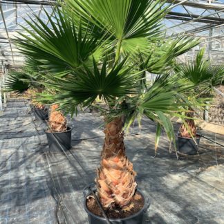 Washingtonia robusta 65 litre large plants grown at Big Plant Nursery