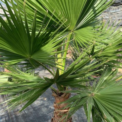 Washingtonia robusta 65 litre plant close up of crown at Big Plant Nursery