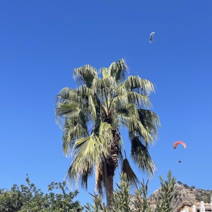 Washingtonia robusta