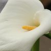 Zantedeschia aethiopica - Image 2
