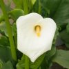 Zantedeschia aethiopica - Image 3