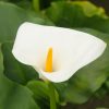 Zantedeschia aethiopica - Image 4