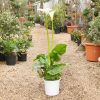 Zantedeschia aethiopica - Image 5