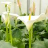 Zantedeschia aethiopica - Image 6