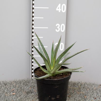 Agave funkiana 2 litre plant