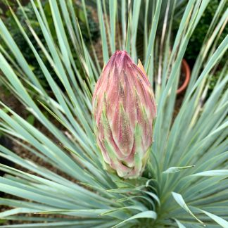 Spikey & Drought Tolerant