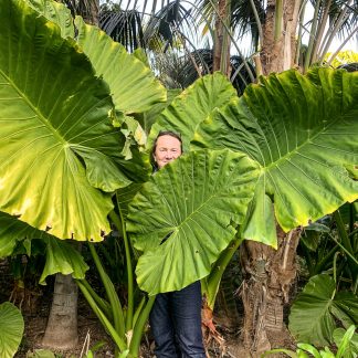 Big Leaves