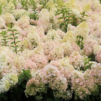 Choice Shrubs