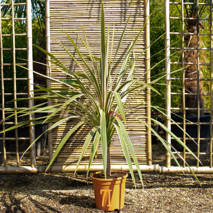 Cordyline australis 'Torbay Dazzler' 7L