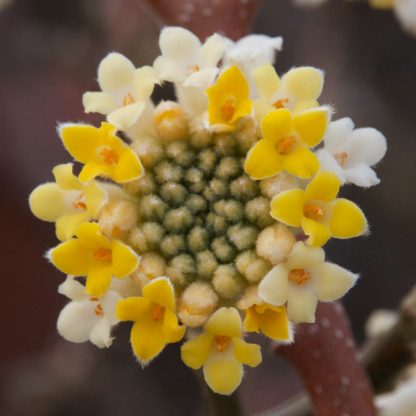 Edgeworthia chrysantha