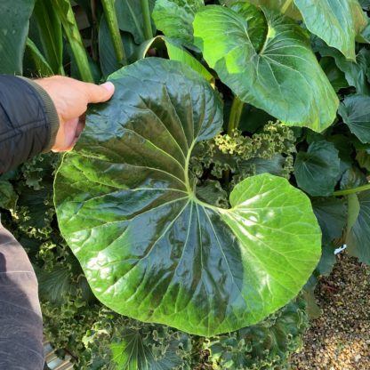 Farfugium japonicum 'Giganteum' close up of a very large leaf