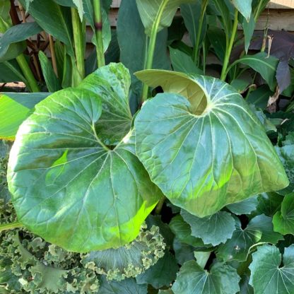 Farfugium japonicum 'Giganteum' mature plant growing at Big Plant Nursery