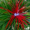 Fascicularia bicolor