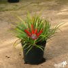 Fascicularia bicolor - Image 7