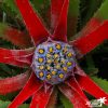 Fascicularia bicolor - Image 2