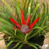 Fascicularia bicolor - Image 3