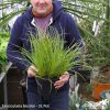 Fascicularia bicolor - Image 4