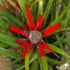 Fascicularia bicolor - Image 5