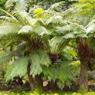 Ferns & Tree Ferns