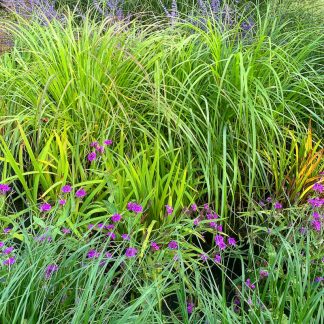 Flowers & Grasses