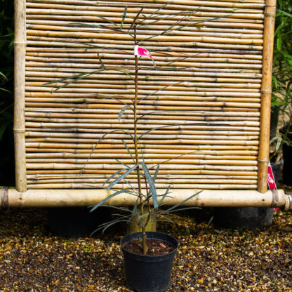 Pseudopanax crassifolius var. trifoliolatus - Image 2
