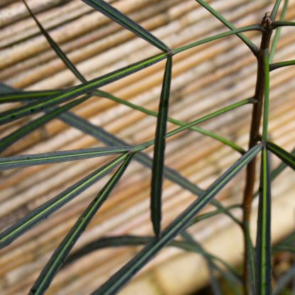 Pseudopanax crassifolius var. trifoliolatus