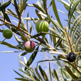 Olive Trees