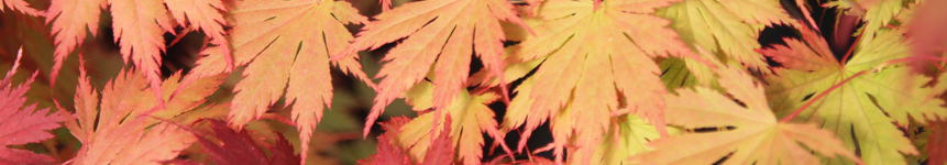 Acer palmatum - Growing Guide