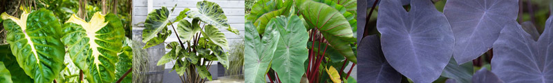 Colocasia esculenta - Growing Guide